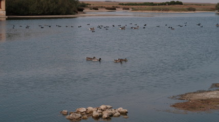 Aves y patos nadando en el parque de la reserva natural de Lagunas de Villafáfila es un espacio natural protegido en el noreste de la provincia de Zamora, Castilla y León, España.​