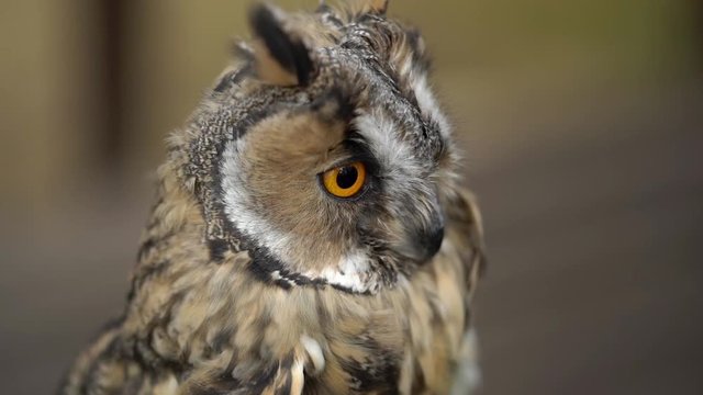 Long Eared Owl in a forest at cloudy summer day