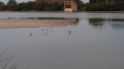 Aves y patos nadando en el parque de la reserva natural de Lagunas de Villafáfila es un espacio natural protegido en el noreste de la provincia de Zamora, Castilla y León, España.​