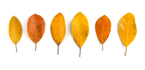Collection of colorful autumn, yellow leaves isolated on white background