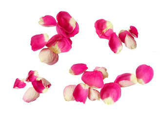 Set of pink rose petals