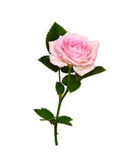 Pink rose flower and green leaves