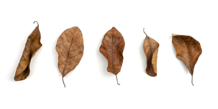 Collection of dry leaves isolated on white background