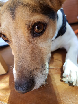 Chien jack russel regard vif
