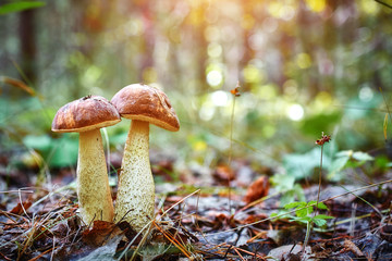Macrophotography of two boletus mushrooms growing together in the wild forest