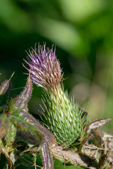  thistle