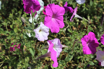 Fototapeta premium fuel from garden