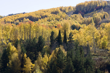 Autumn. Natural landscape. Bright colors of the autumn forest on the rocky slopes of the mountains. The Altai Mountains. Eastern Kazakhstan.
