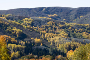 Fototapeta premium Autumn. Natural landscape. Bright colors of the autumn forest on the rocky slopes of the mountains. The Altai Mountains. Eastern Kazakhstan.