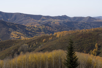 Autumn. Natural landscape. Bright colors of the autumn forest on the rocky slopes of the mountains. The Altai Mountains. Eastern Kazakhstan.