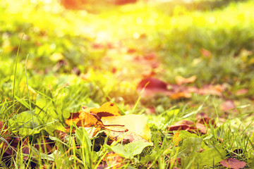 yellow autumn leaves fell on a path covered with green grass