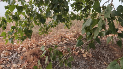 Ramas de árbol en otoño con hojas secas en el suelo. Paisaje otoñal de caída de las hojas 
