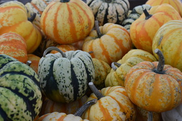 Pumpkin, hokaido, at outdoor farmer market, Öland, Sweden