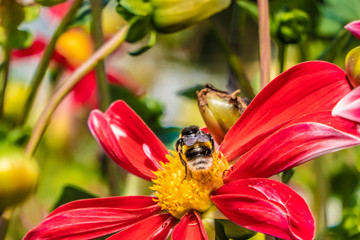Bumble bee getting pollen from the exuberant variety of garden flowers in the summer, Zurich, Switzerland