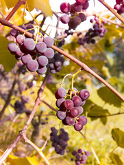 vineyard vineyard red leaves berries with sunrays sunset