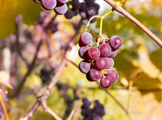vineyard vineyard red leaves berries with sunrays sunset