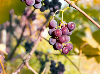 vineyard vineyard red leaves berries with sunrays sunset