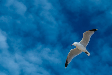 fliegende Möwe