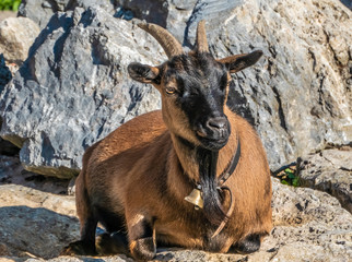 Engadiner Ziege (Endadin dwarf goat), Zurich, Switzerland