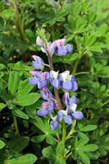 lupin arctique