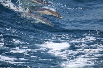 Obraz premium wilde Tiere