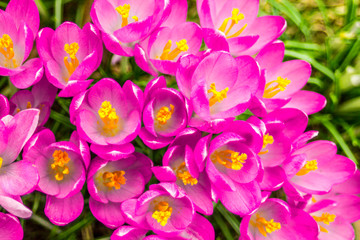 Crocus, plural crocuses or croci is a genus of flowering plants in the iris family. A single...