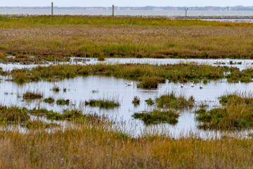 Vegetation at the coastline of mudflats in germany