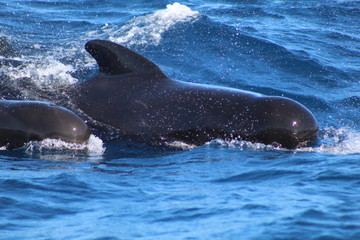 Fototapeta premium wilde Tiere