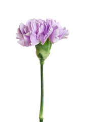 Beautiful blooming violet carnation on white background