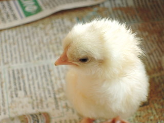 Little yellow chicken