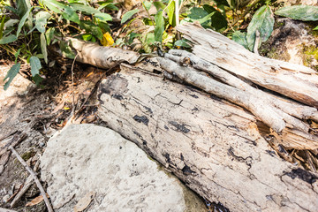 Tree bark in the jungle