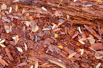  Autumn forest tree with leaves