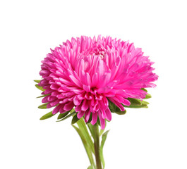 Beautiful bright aster flower on white background