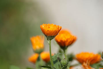 Fototapeta premium Beautiful orange calendula flowers in spring