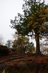 Big tree in the autumn forest