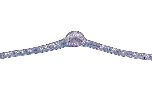 pittosporum tobira leaf - cross section cut under the microscope &ndash; microscopic view of plant cells for botanic education