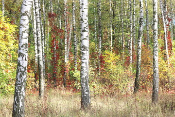 Fototapeta premium Beautiful birch trees with white birch bark in birch grove with green birch leaves