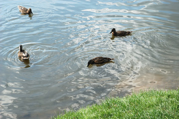 ducks in pond