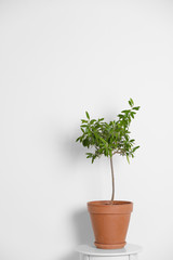 Flowerpot with olive plant on table on white background. Space for text