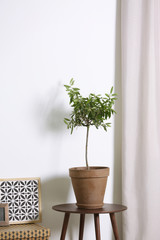 Flowerpot with olive plant on table near white wall