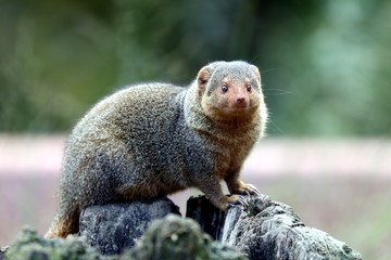 Curious Mongoose is watching you 