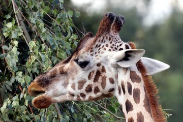 Giraffe is feeding