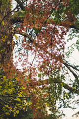 maple tree