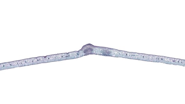 privet leaf - cross section cut under the microscope &ndash; microscopic view of plant cells for botanic education