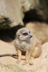 Fototapeta premium Curious Meerkat is watching you 