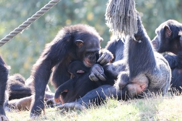 Fototapeta premium Group of Apes - Chimpanzee