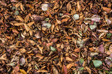 Autumn Leafs