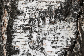 pattern of birch bark with black birch stripes on white birch bark and with wooden birch bark texture
