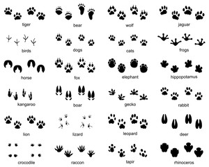 Set of footprints of wild animals, illustration of black silhouette