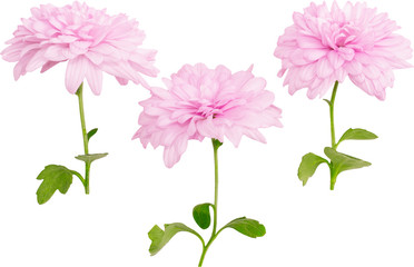 Isolated flowers of pink chrysanthemum on a white background